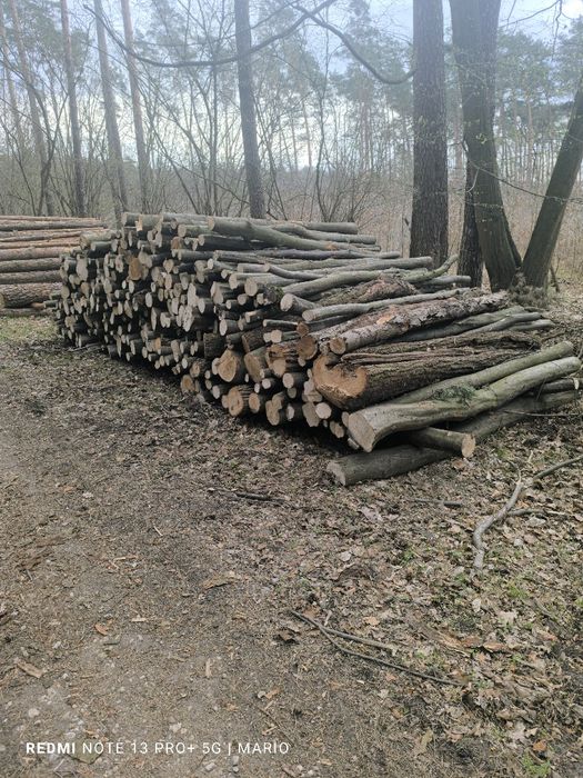 Drewno opałowe liściaste