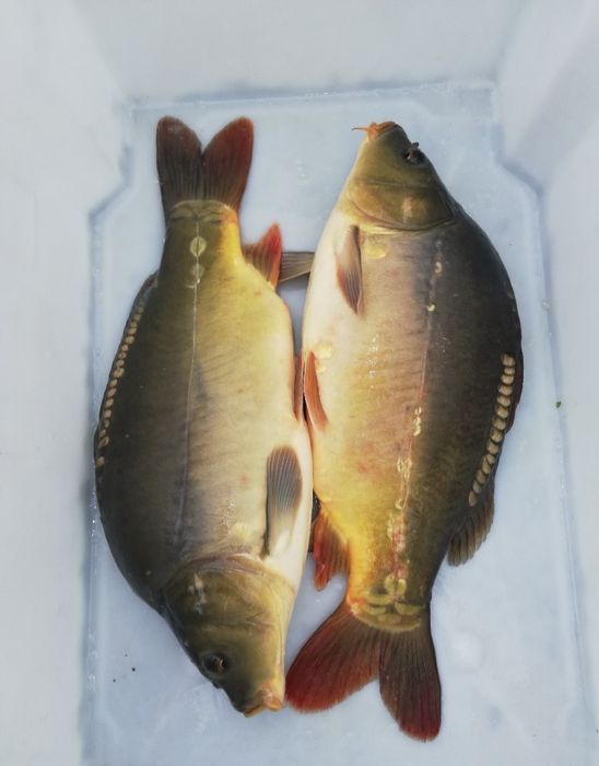 Karpie handlowe / karp od rolnika / ryby na święta / amur szczupak sum