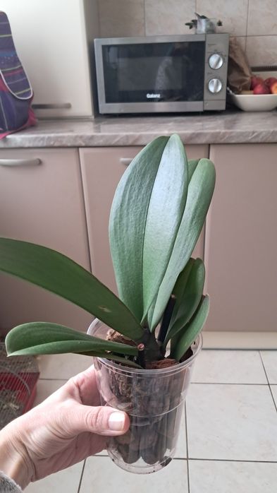 орхідеї  міні орхідеї