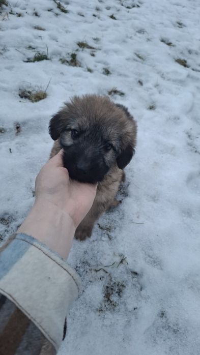 Szczeniak do adopcji