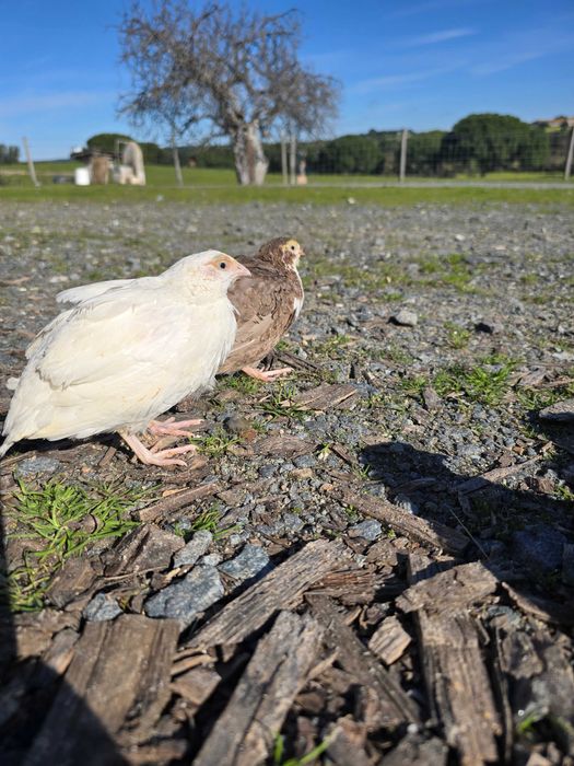 Codornizes Gigantes várias cores  com 1 mês
