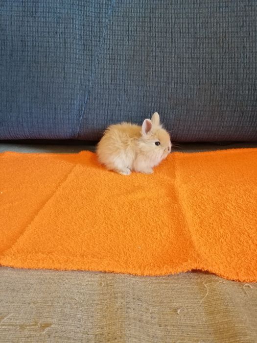 Króliczek karzełek Teddy