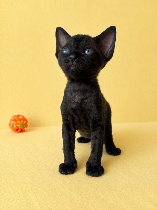 Кішечка Девон Рекс/Devon Rex