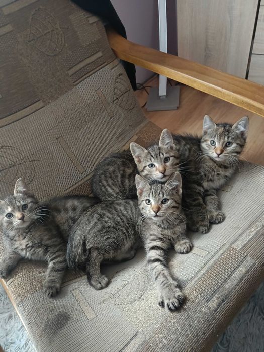 Małe kotki do oddania