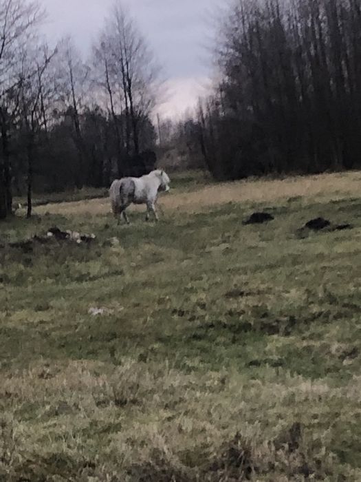 Продам поні