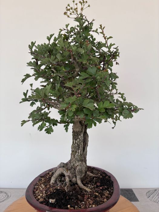 Bonsai Crataegus