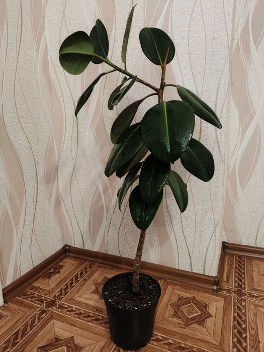 Продам комнатное растение Фикус