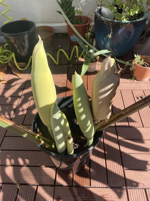 Monstera costela de adão