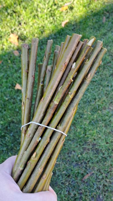 Sztobry zrazy ligustr żywopłot 50 szt