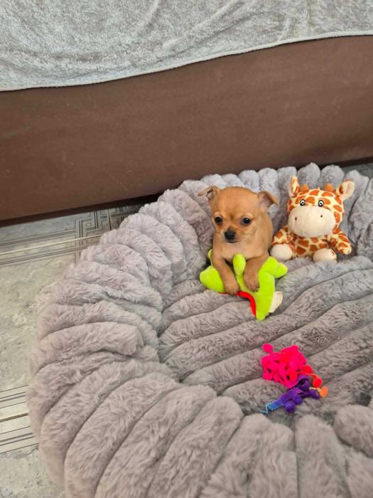 Chihuahua śliczna suczka z metryką