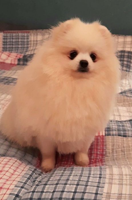 Померанский шпиц в белоснежной шубке приглашает невест