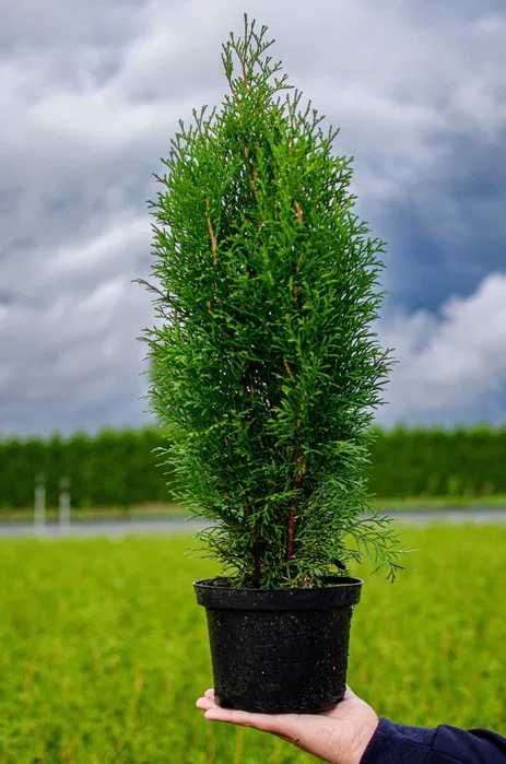 Tuja tuje szmaragd 60 - 80 cm  dostawa gratis