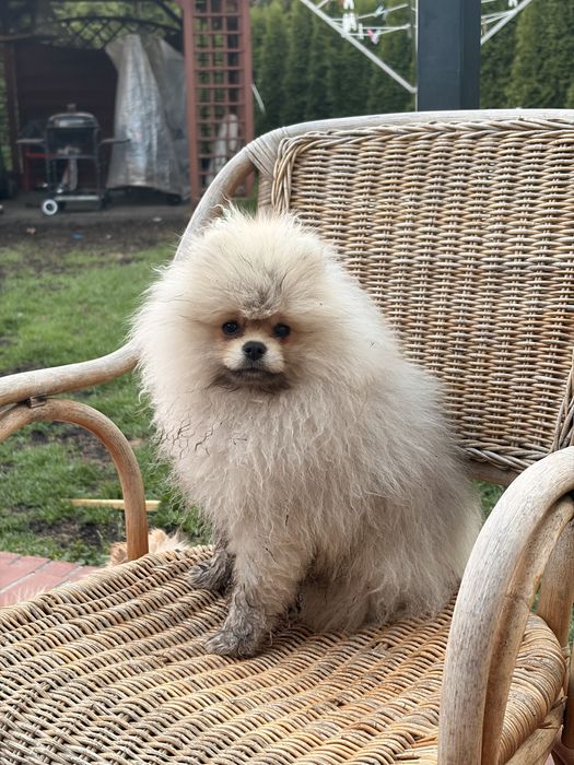 Szpic miniaturowy(pomeranian) chłopiec