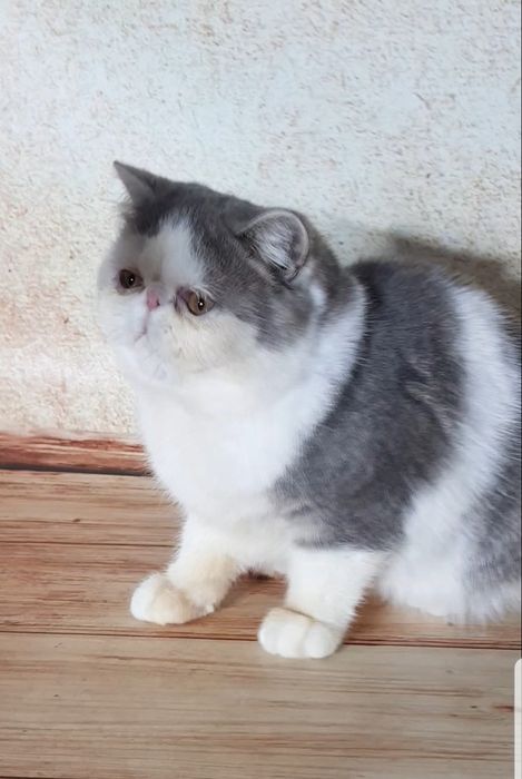 Экзотический короткошерстный