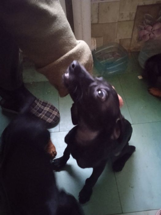 Віддам даром Цуценят такси