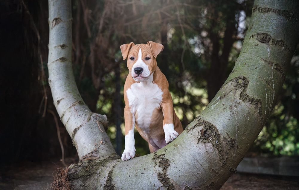 suczka american staffordshire terrier szczenię hodowla FCI ZKwP