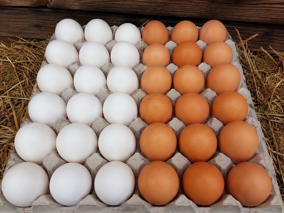 Яйця домашніх курочок