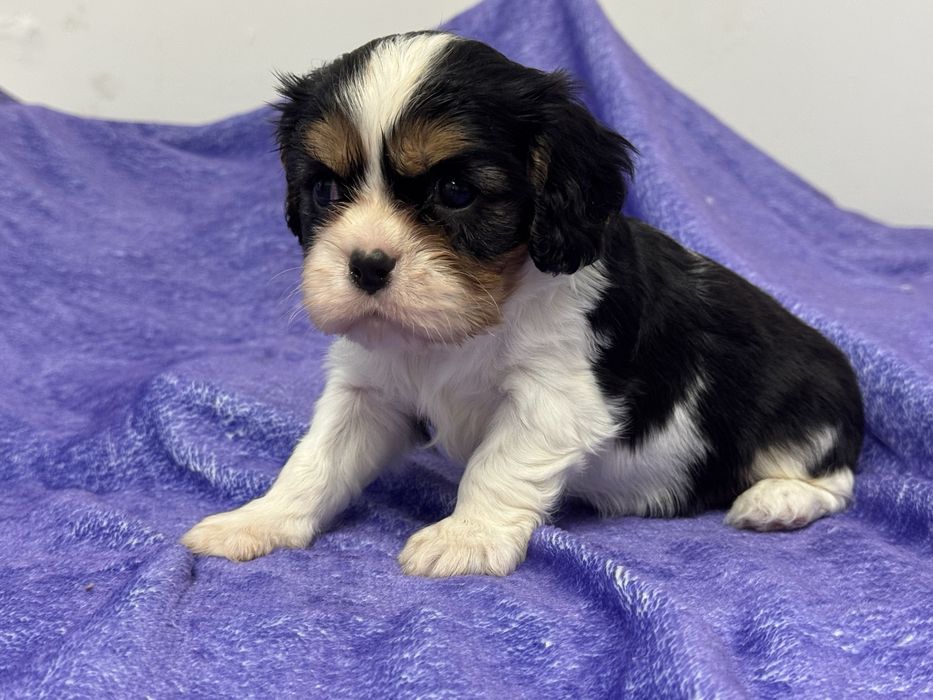 Cavalier king Charles macho com Lop e afixo