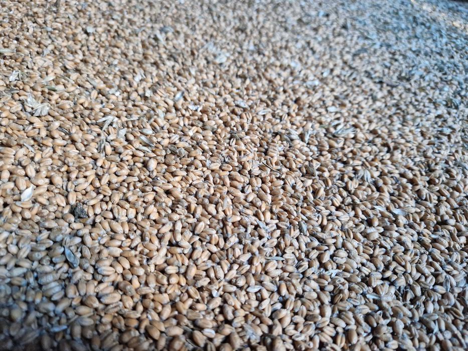 Sprzedam pszenicę ozimą