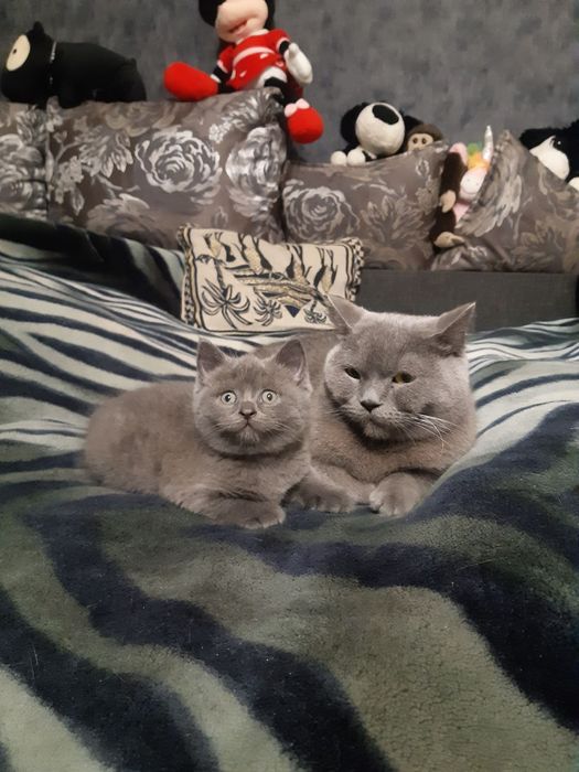 Британские котята
