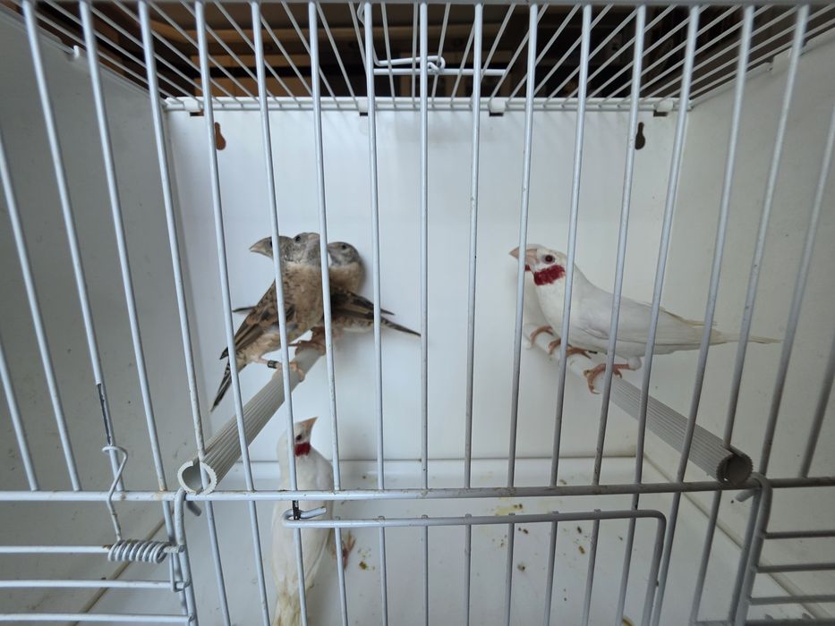 Amadyna obrożna albino