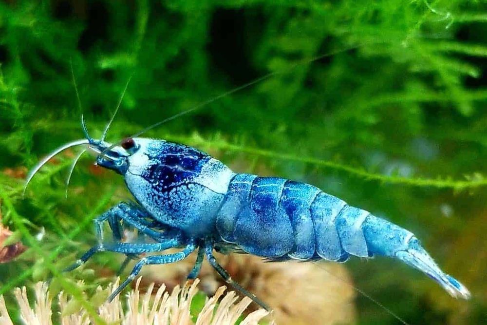 Krewetki Caridinia Blue Bolt