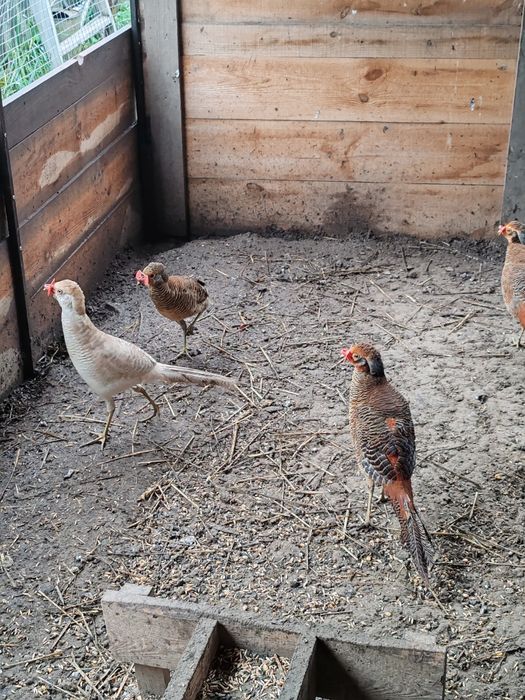 Продам фазанів мисливських