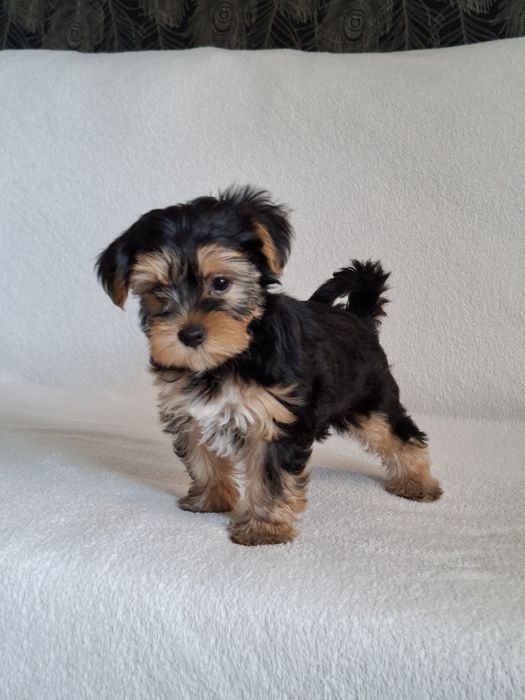 Yorkshire Terrier suczka