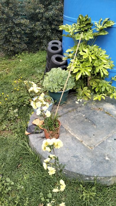 Roseira trepadeira Banks Lutea