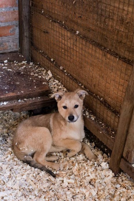 Цуценята в добрі руки ДЗВОНІТЬ