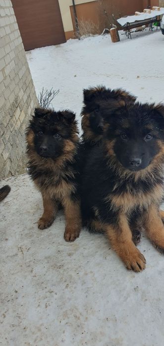 Owczarek niemiecki długowłosy