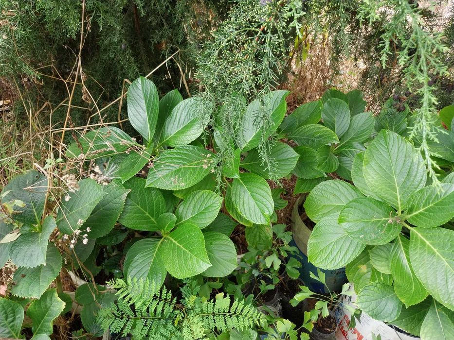 Vendo Gingko Bilobas e Jacarandás