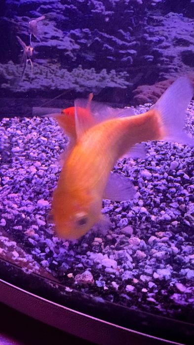 Cometa amarelo/laranja adulto