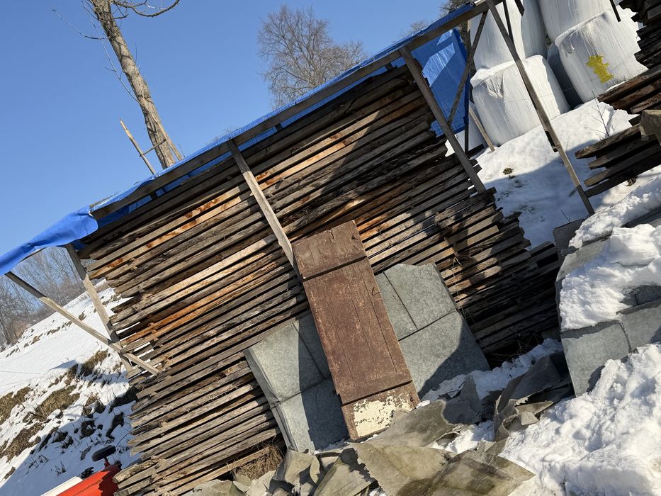 Foszty dębowe 3letnie