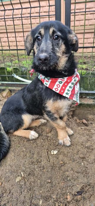 Kochana, młodziutka suczka dla kochających ludzi