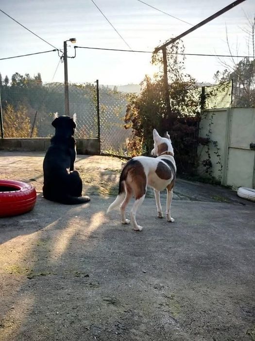 Dog walking / pet sitting