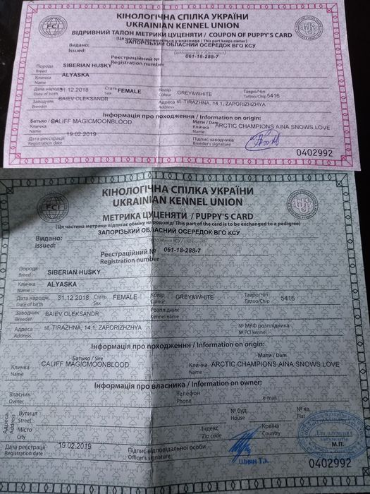 Хаски,сука возраст 4 года с документами