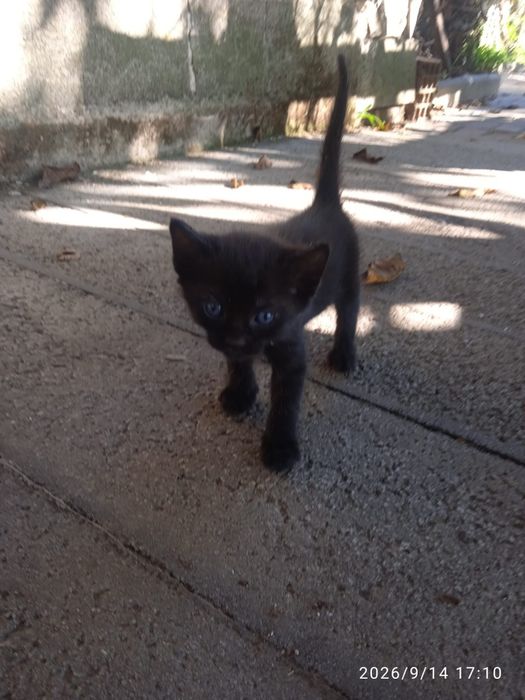 Ofereço Gatinhos bebés