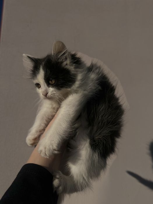 Віддам кошенят безкоштовно