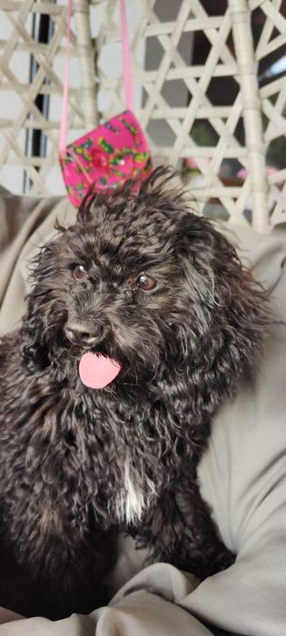 Suczka Szczeniak Cavapoo F1B (Cavalier, Cavapoo, Pudel)