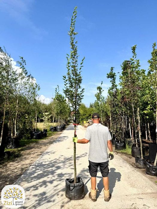 Grab Fastigiata kolumnowy, obwody pnia 5-25cm, duże drzewa Carpinus betulus