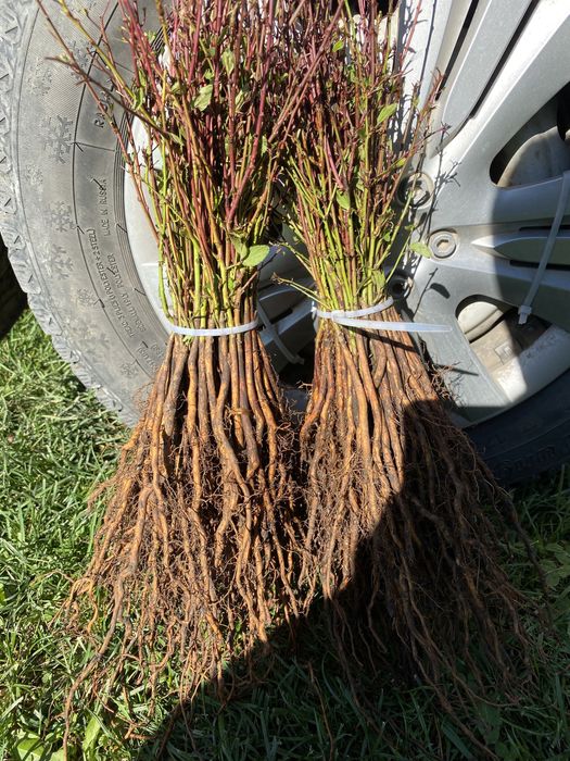 Підщепа аличі,жерделі,дички грушки,антипки,айва сідо, манжурки,хурми
