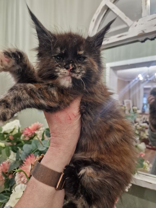 Maine Coon  kotka do hodowli