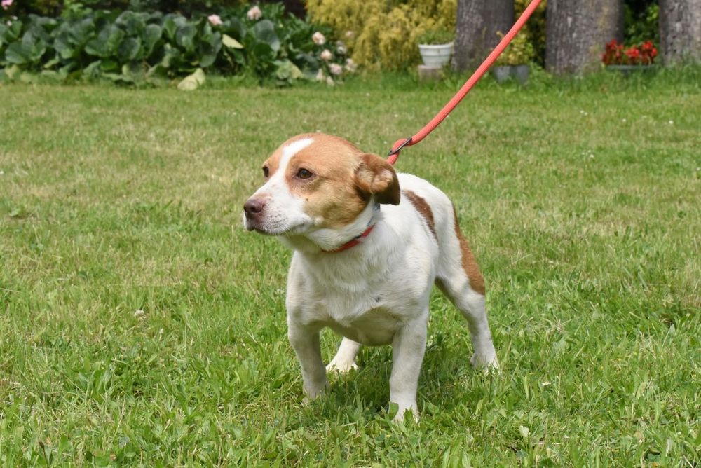 Piękny piesek szuka domku