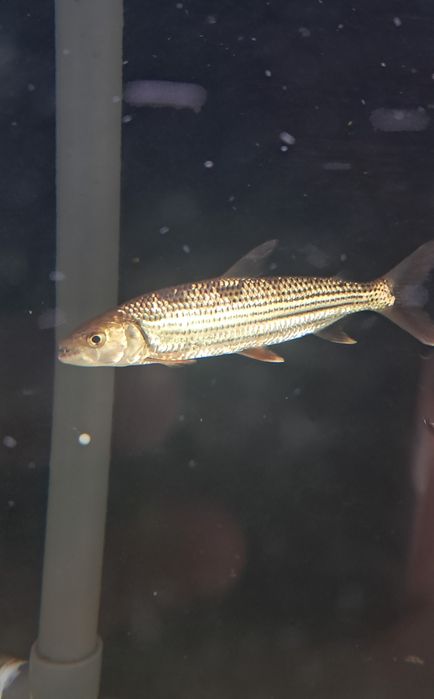 Peixe tigre do nilo 18Cm (HYDROCYNUS FORSKAHLI)
