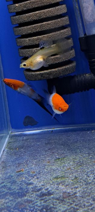 Mieczyki koi wagtail bardzo rzadkie