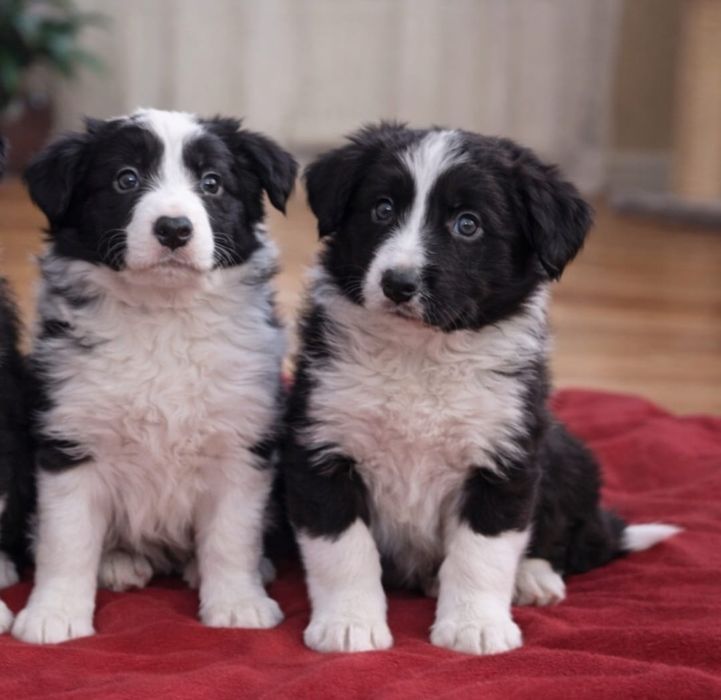 Border Collie piesek