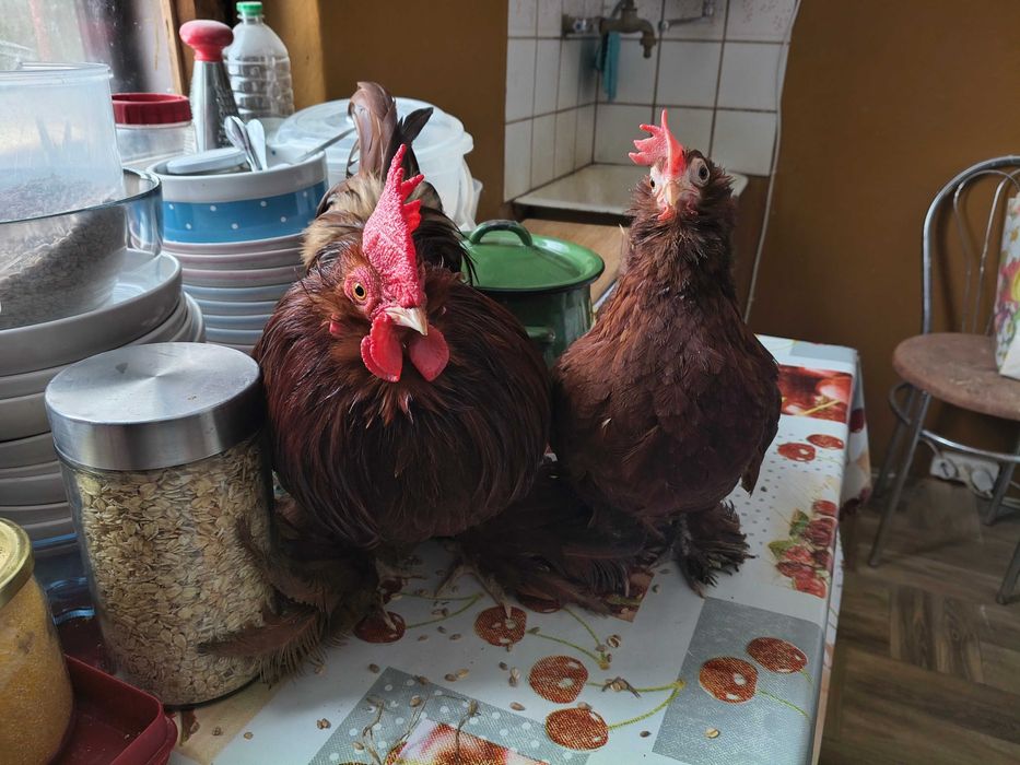 Jaja lęgowe karzełek łapciaty, serama