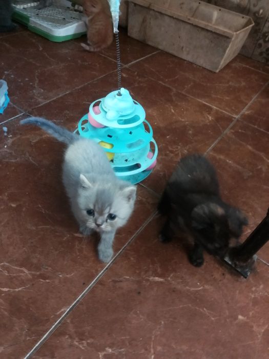 Котята шотландские страйт и фолд