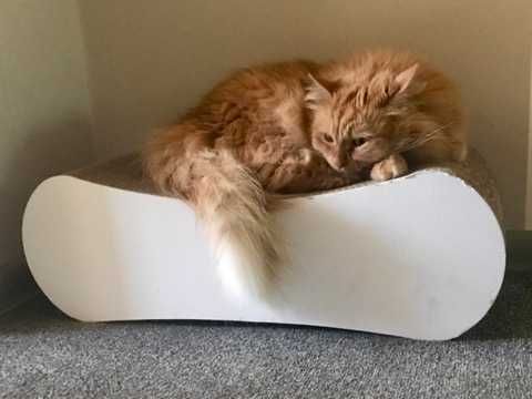 Drapak kartonowy - białe drewno- duży szerokość 62,5cm - ECOanimals.pl